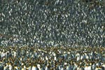 King Penguin (Aptenodytes patagonicus) photo, Colony, South Georgia, January, 2001