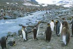 King Penguin (Aptenodytes patagonicus) photo, , St. Andrews Bay, South Georgia, January, 2001