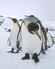 King Penguin (Aptenodytes patagonicus) photo, , South Georgia, December, 1994