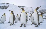 King Penguin (Aptenodytes patagonicus) photo, , South Georgia, December, 1994