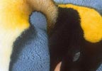 King Penguin (Aptenodytes patagonicus) photo, Detail, St. Andrews Bay, South Georgia, January, 2001