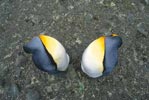 King Penguin (Aptenodytes patagonicus) photo, Sleeping Pair, Salisbury Plain, South Georgia, December, 1994