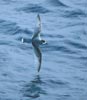 Blue Petrel (Halobaena caerulea) photo, In Flight, Dorsal View, South Georgia, December, 1994
