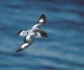 Cape Petrel (Daption capense) photo, In Flight, Off South Georgia, December, 1994