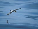 Cape Petrel (Daption capense) photo, In Flight, Off South Georgia, December, 1994