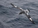 Cape Petrel (Daption capense) photo, In Flight, Antarctica, March, 2006