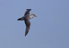 Gray Petrel (Procellaria cinerea) photo, In Flight, Off Gough Island, March, 2006