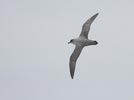Gray Petrel (Procellaria cinerea) photo, In Flight, Off Gough Island, March, 2006