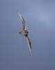 Kerguelen Petrel (Lugensa brevirostris) photo, In Flight, Off South Georgia, March, 2006