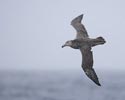 Northern (Hall's) Giant Petrel (Macronectes halli) photo, In Flight, Scotia Sea, March, 2006