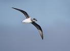 Soft-plumaged Petrel (Pterodroma mollis) photo, In Flight, Off South Georgia, March, 2006