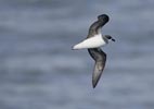 Soft-plumaged Petrel (Pterodroma mollis) photo, In Flight, Off Gough Island, March, 2006