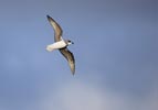 Soft-plumaged Petrel (Pterodroma mollis) photo, In Flight, Off South Georgia, March, 2006
