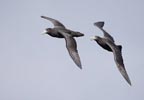 Southern (Antarctic) Giant Petrel (Macronectes giganteus) photo, Pair in Flight, Gough Island, March, 2006