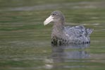 Southern (Antarctic) Giant Petrel (Macronectes giganteus) photo, Swimming, Gough Island, March, 2006