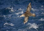 Southern (Antarctic) Giant Petrel (Macronectes giganteus) photo, In Flight, South Georgia, March, 2006