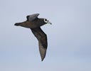 Spectacled Petrel (Procellaria conspicillata) photo, In Flight, South of Gough Island, March, 2006