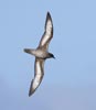 Trinidade (Herald) Petrel (Pterodroma arminjoniana) photo, Intermediate Form In Flight, Between Tristan and St. Helena, April, 2006