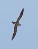 Trinidade (Herald) Petrel (Pterodroma arminjoniana) photo, Intermediate Form In Flight, Between Tristan and St. Helena, April, 2006