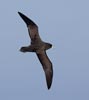 White-chinned Petrel (Procellaria aequinoctialis) photo, In Flight, Drake Passage, March, 2006