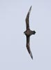 White-chinned Petrel (Procellaria aequinoctialis) photo, In Flight, Scotia Sea, March, 2006
