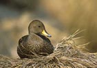 Yellow-billed (S Georgia) Pintail (Anas georgica) photo, , Gold Harbor, South Georgia, January, 2001