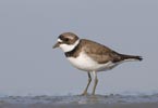 Semipalmated Plover (Charadrius semipalmatus) photo, Breeding Adult, Santa Clara Cnty, CA, April, 2006