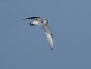 Broad-billed Prion (Pachyptila vittata) photo, In Flight, Gough Island, March, 2006