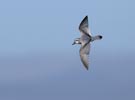 Broad-billed Prion (Pachyptila vittata) photo, In Flight, Gough Island, March, 2006