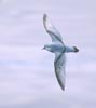 Fairy Prion (Pachyptila turtur) photo, In Flight, Dorsal View, Grytviken, South Georgia, December, 1994