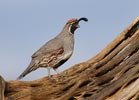 Gambel's Quail (Callipepla gambelii) photo, Adult Male, Pima Cnty, AZ, July, 2006
