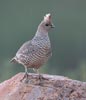 Scaled Quail (Callipepla squamata) photo, , Pima Cnty, AZ, July, 2006