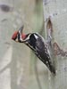 Red-naped Sapsucker (Sphyrapicus nuchalis) photo, Adult Male, Deschutes Cnty, OR, July, 2006