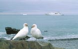 Snowy Sheathbill (Chionis alba) photo, Pair, South Georgia, December, 1994