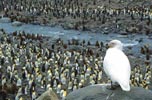 Snowy Sheathbill (Chionis alba) photo, Overlooking King Penguin Colony, Andrews Bay, South Georgia, January, 2001