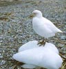 Snowy Sheathbill (Chionis alba) photo, , Andrews Bay, South Georgia, January, 2001