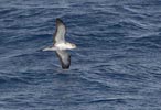 Cape Verde Shearwater (Calonectris edwardsii) photo, In Flight, Cape Verde Islands, April, 2006