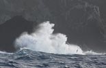 Greater Shearwater (Puffinus gravis) photo, In Flight Dwarfed by Wave, Nightingale Island, March, 2006