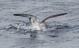 Greater Shearwater (Puffinus gravis) photo, Diving, Gough Island, March, 2006