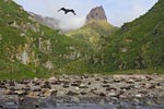 Brown Skua (Catharacta lonnbergi) photo, In Flight over Gough, Gough Island, March, 2006