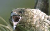 Brown Skua (Catharacta lonnbergi) photo, Screaming in Territorial Defense, Cooper Bay, South Georgia, January, 2001