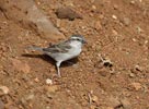 Cape Verde Sparrow (Passer iagoensis) photo, Adult Female, Cape Verde Islands, April, 2006