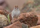 Rufous-winged Sparrow (Aimophila carpalis) photo, Adult, Santa Cruz Cnty, AZ, July, 2006