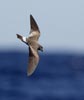 Band-rumped (Madeiran) Storm-Petrel (Oceanodroma castro) photo, In Flight, St. Helena, March, 2006
