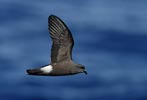Band-rumped (Madeiran) Storm-Petrel (Oceanodroma castro) photo, In Flight, St. Helena, March, 2006