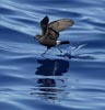 Band-rumped (Madeiran) Storm-Petrel (Oceanodroma castro) photo, In Flight, St. Helena, March, 2006