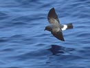 Black-bellied Storm-Petrel (Fregetta tropica) photo, In Flight, Dorsal View, Off South Georgia, January, 2002