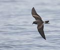 Leach's Storm-Petrel (Oceanodroma leucorhoa) photo, In Flight, 0.0N 17.52W, April, 2006