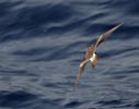 Leach's Storm-Petrel (Oceanodroma leucorhoa) photo, In Flight, near Cape Verde Islands, April, 2006