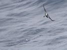 White-faced Storm-Petrel (Pelagodroma marina) photo, In Flight, South of Gough Island, March, 2006